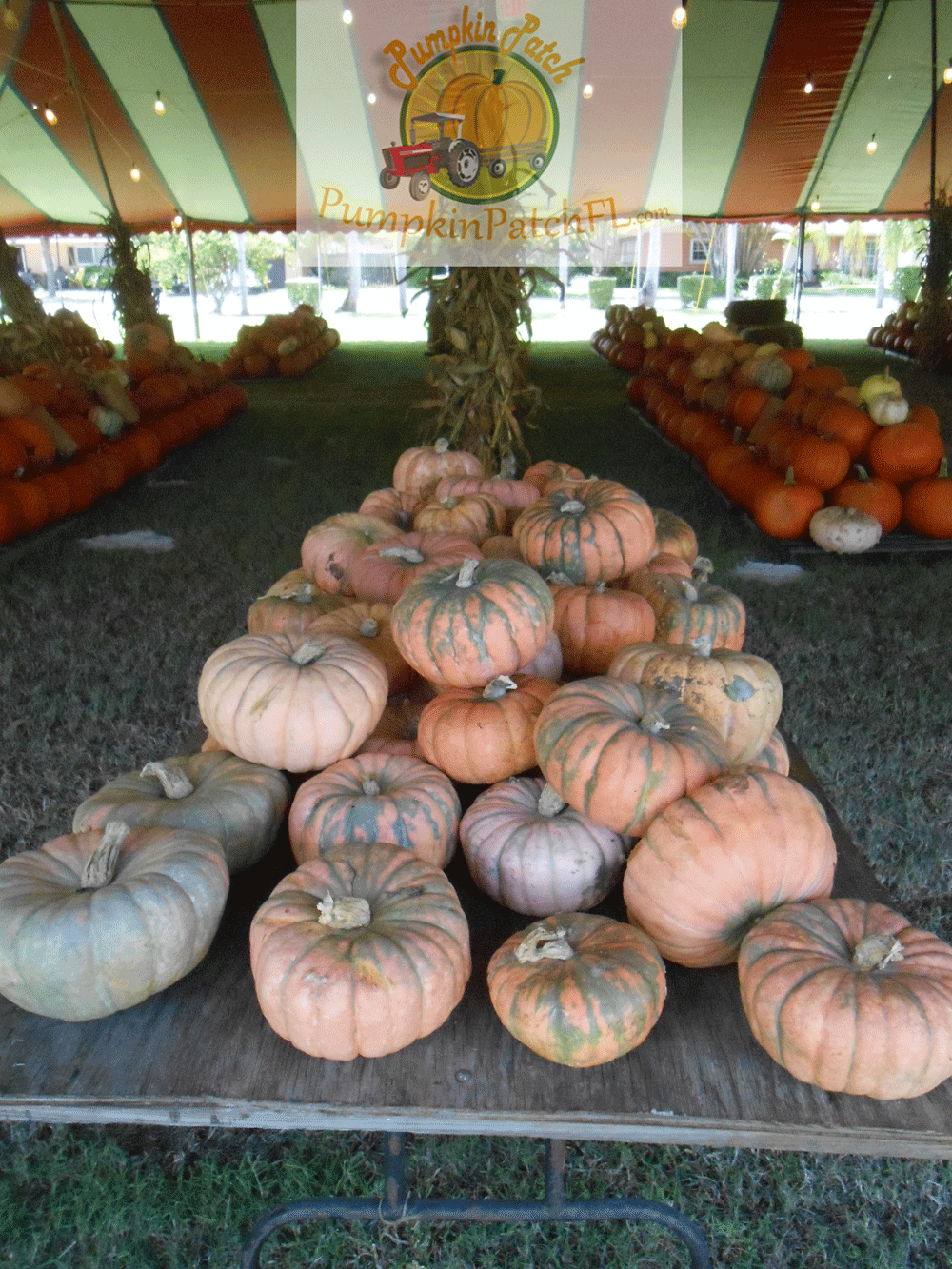 The Pumpkin Patch Miami Florida Home The Pumpkin Patch Miami Florida